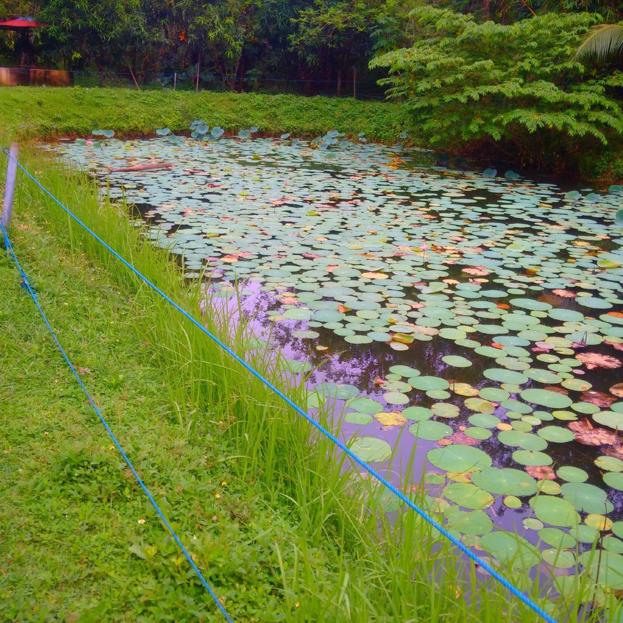 Avian Garden Udawalawe Hotel Exterior photo
